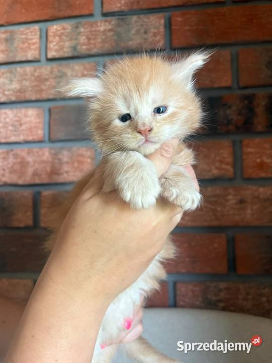 Maine Coon Ozzy Szembruk