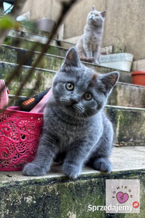 Kot brytyjski kocur z 5 pokoleniowym rodowodem małopolskie Kraków