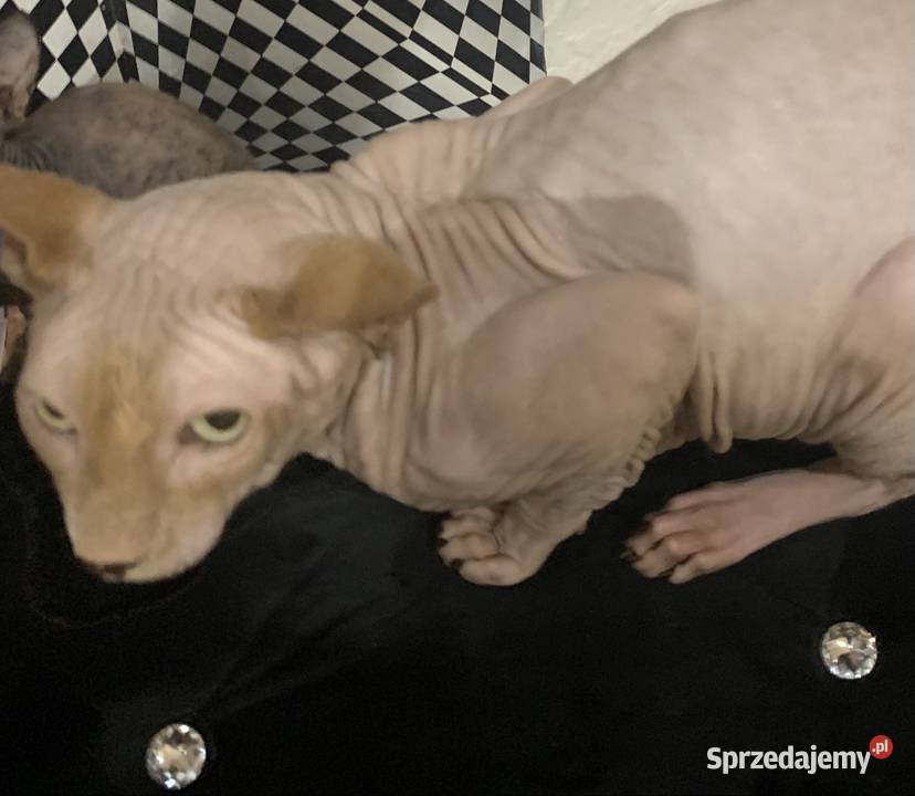 Sfinks Kanadyjski Reproduktor Leszno