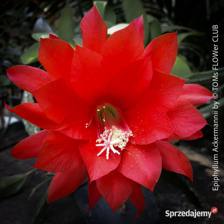 Epifilium Epiphyllum sukulent Skierniewice