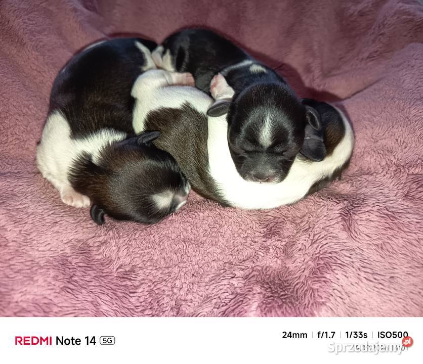 Szczeniaki Shihtzu Staszkówka