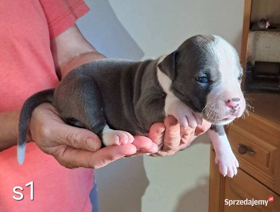 Amstaff ZKWP FCI BLUE śliczna suczka Koziegłowy