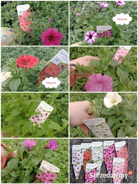 Supertunia Vista 15 kolorów sadzonki w Pozostałe Czulice