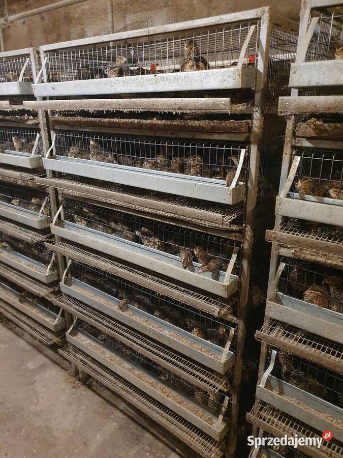Sprzedam klatki przepiórek niosek Luboniec
