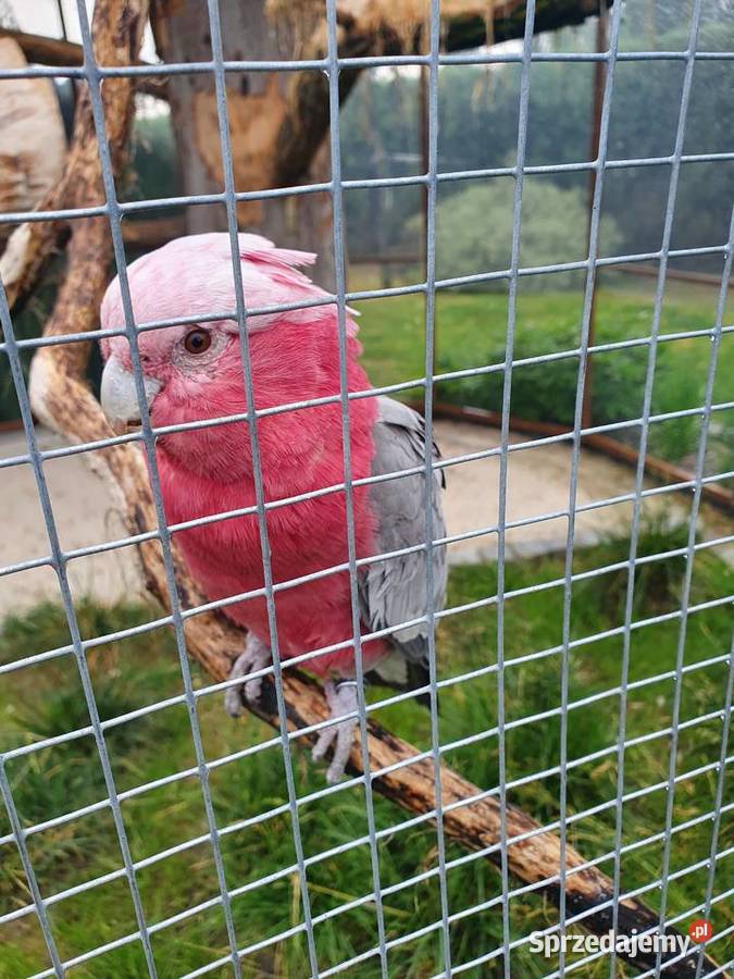 kakadu różowe sprzedam Sędziszów sprzedam