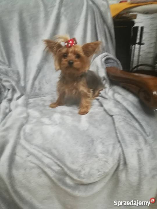 Dwie piękne suczki Kutno