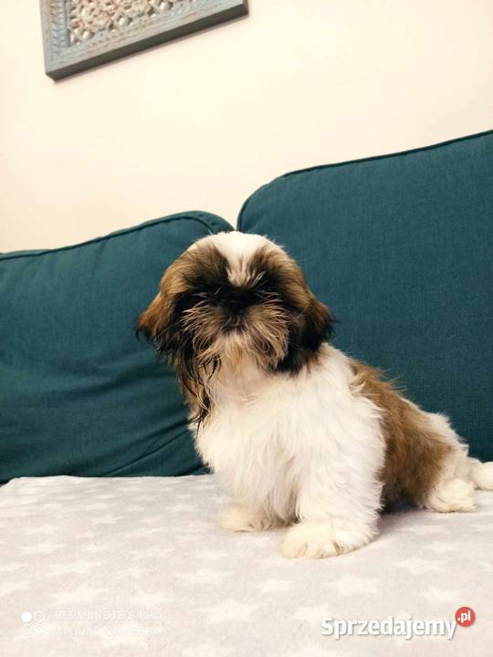 Śliczny piesek rasy shih tzu Monte Przeczyca