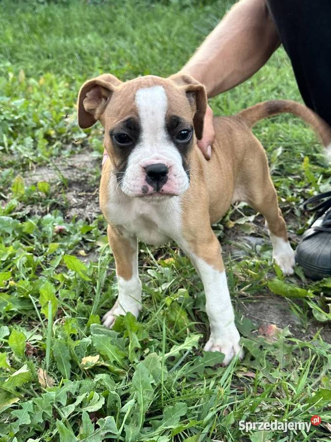 Suczka rasy bokser szczeniak sprzedam