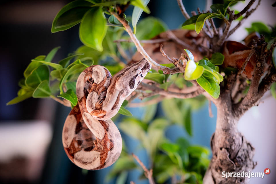 Boa hypo het albino kahl het anery t1 poss. het blood Poznań