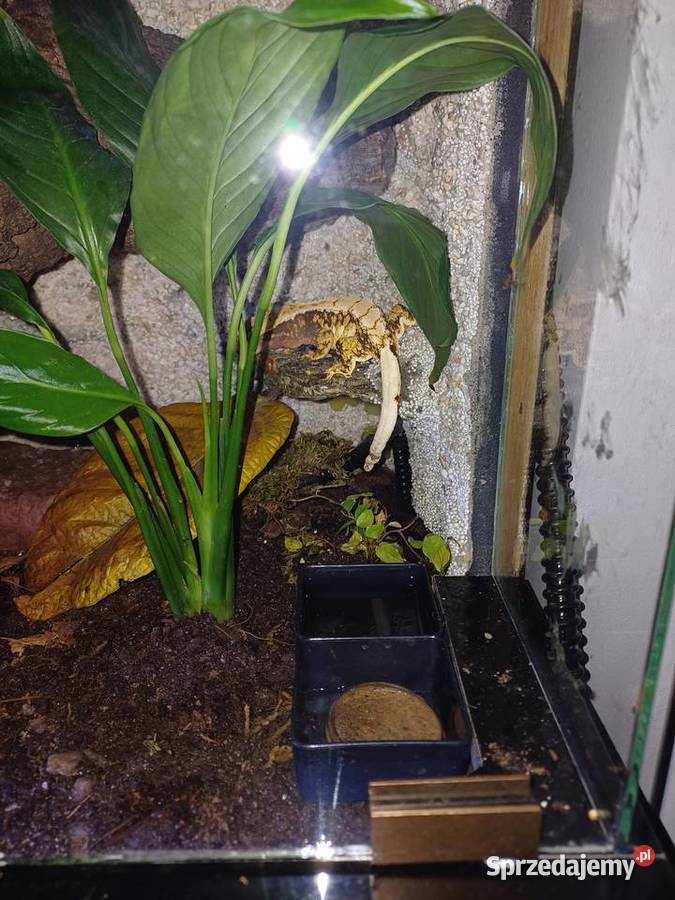 Sprzedam terrarium z 2 mieszkańcami gekony wielkopolskie Ostrzeszów