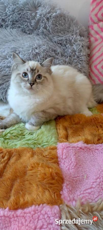 Kotka ragdoll niesteryliz Wrocław rodowód FPL sprzedam