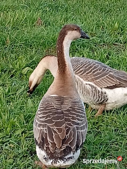 Gęsi landers i garbonose Lubiszyn