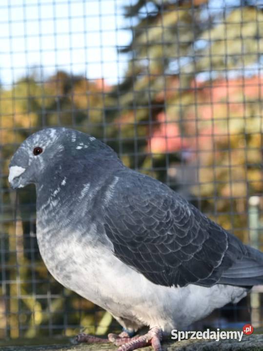 Gołębie ozdobne Show Racery Polkowice sprzedam
