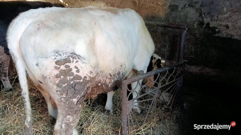 Byk opas do dalszej hodowli Rolnictwo Sochaczew