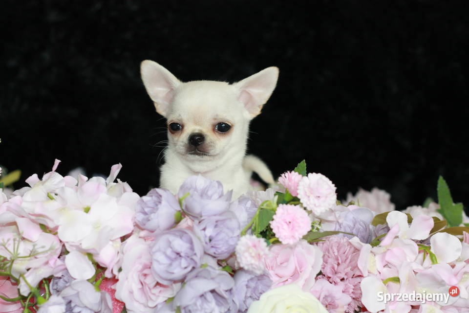 Chihuahua ZKwP FCI prawdziwy rodowód