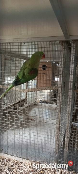 Aleksandretta Wielka samica 3 lata Jastrzębie-Zdrój