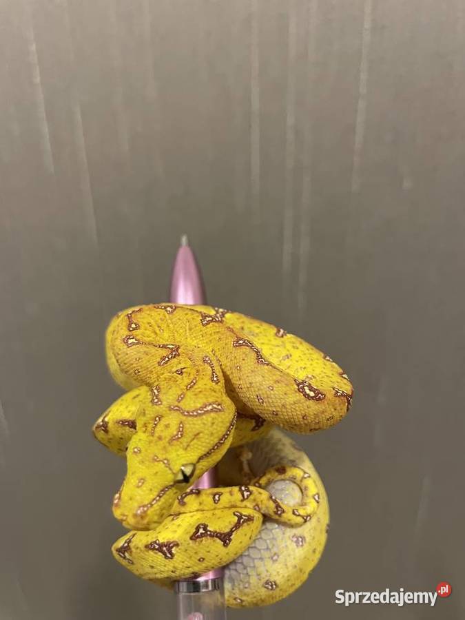 Morelia viridis pyton zielony śląskie Częstochowa