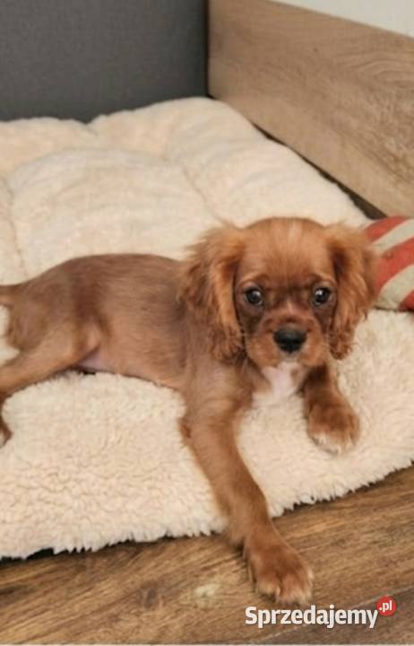 Cavalier king charls spaniel Wolica