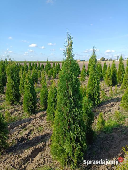 Tuja szmaragd 180 Kołaczkowo
