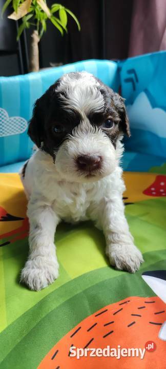 Lagotto Romagnolo Będzin