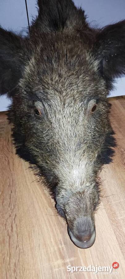 Sprzedam Legnica sprzedam