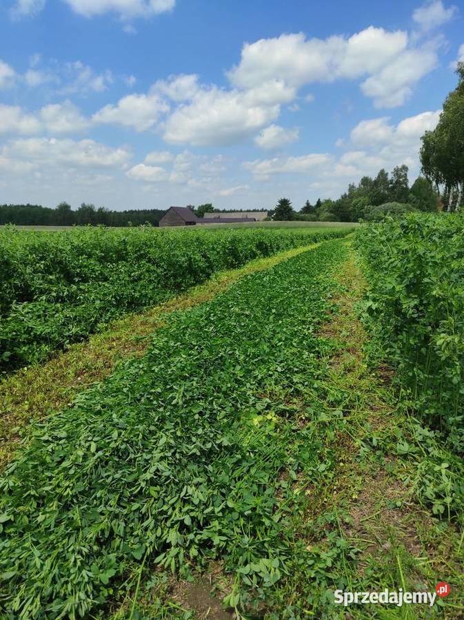 Sianokiszonka z lucerny baloty Trawy, słoma Wawrowice