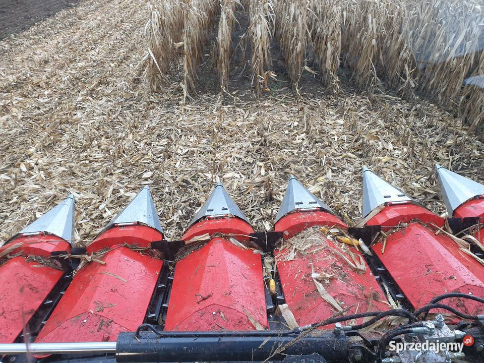 Przystawka do kukurydzy TECNOMAIS 5 rzędowa Gołaczewy