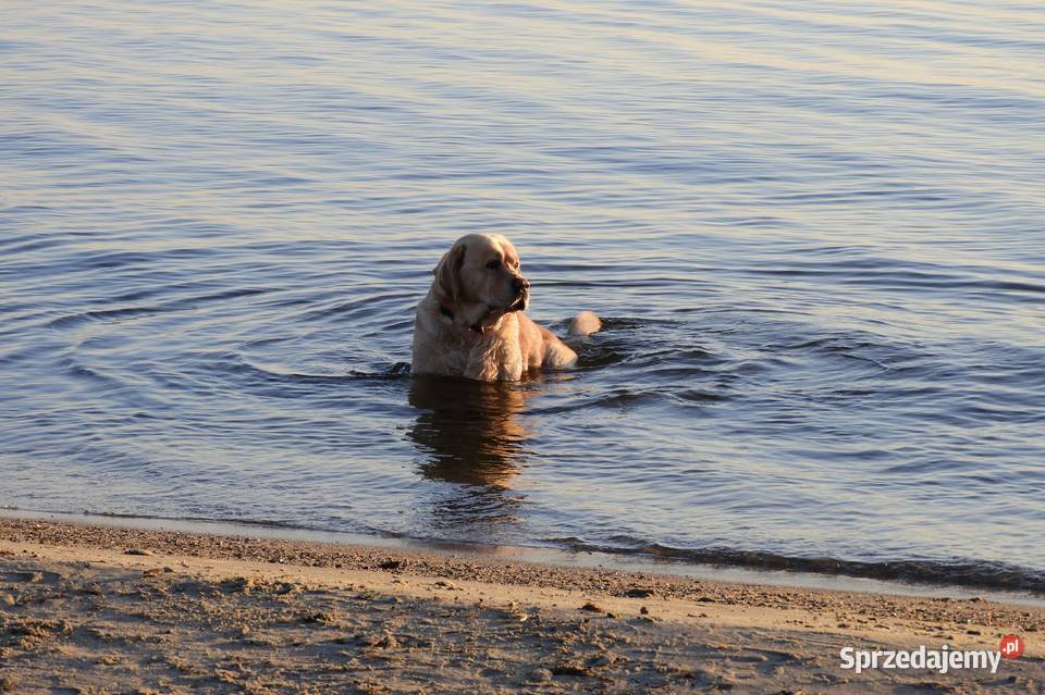 Nikon Coolpix B700 20 Mpix60x optzoom4KRAW Pabianice sprzedam