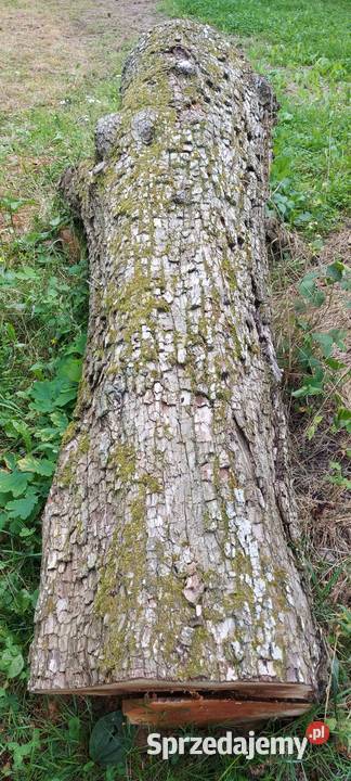 Grusza kłoda pień klocek dłużyca drzewo drewno lubelskie Susiec