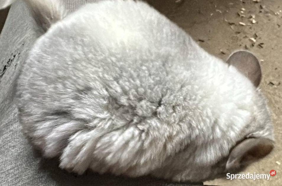 Szynszyl szynszyla mozaika samiczka Starogard Gdański