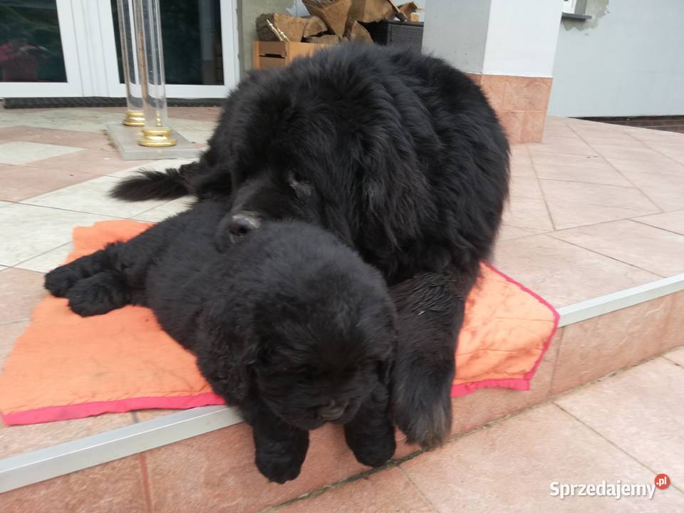 Nowofundlandy Pozostałe Leszno sprzedam