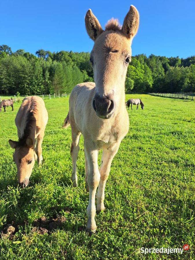 Konie Konik polski Ogierek Tłuczań