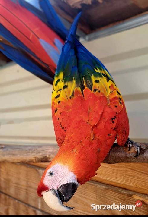 Harlequin x Macao dorosła para Skokowa