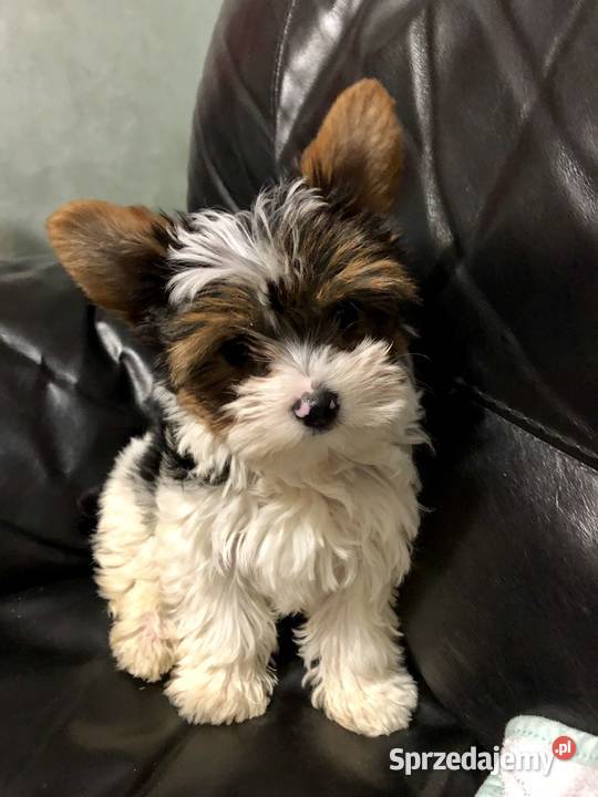 na sprzedaż dwaj śliczni chłopcy york biewer Gniezno