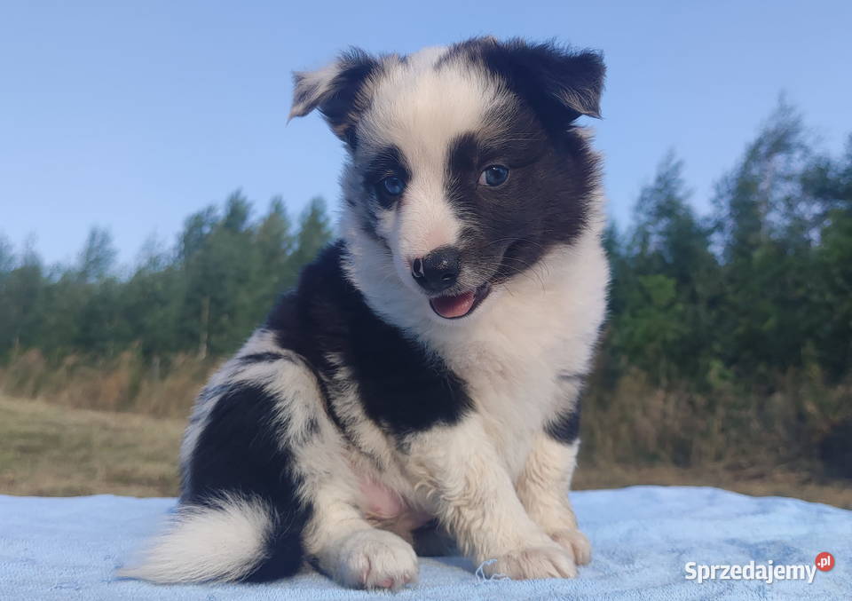Prześliczna Suczka BORDER COLLIE pełna dok super Iwonicz sprzedam