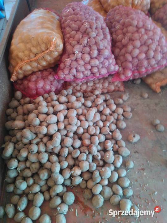 ziemniaki kaliber 356 Bellarosa Tajfun Rośliny okopowe lubelskie Łowcza sprzedam