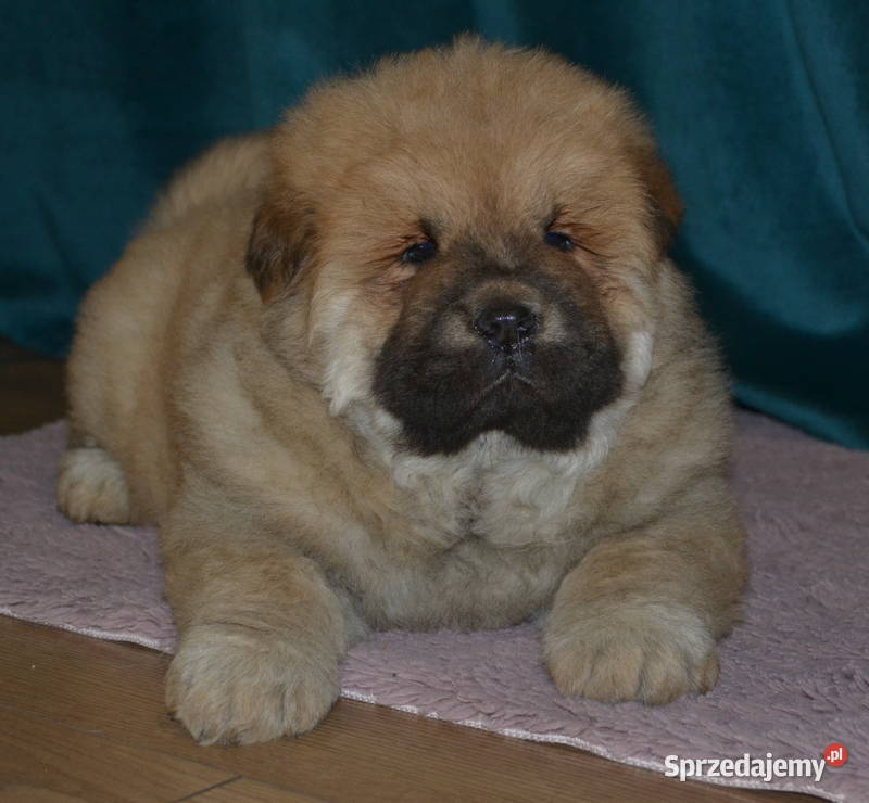 CHOW CHOW PIĘKNE ŚLICZNE SUNIE I PIESKI Janinów