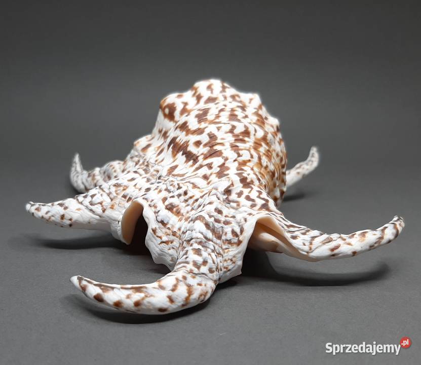 Muszla Szponiatka Duża Lublin