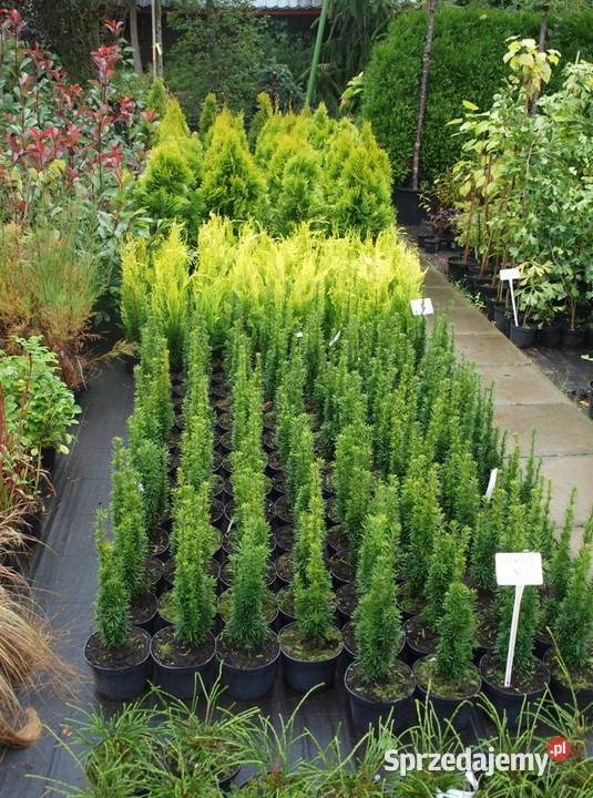 Cis pospolity Wojtek wąska zielona kolumna Osiny Ogród Kępno