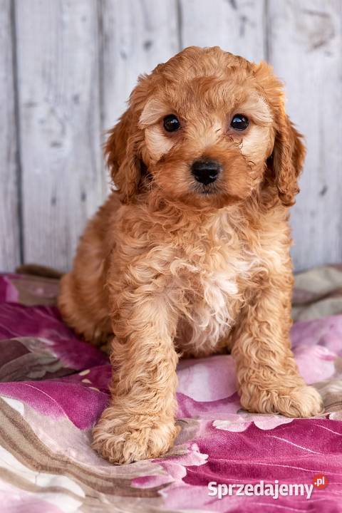 Maltipoo szczeniaki OSTATNIA SUCZKA Krapkowice