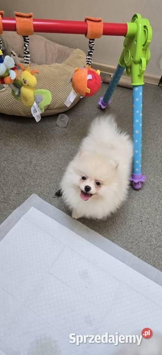 Szpic miniaturowy Szczeniaczek Suczka Łódź