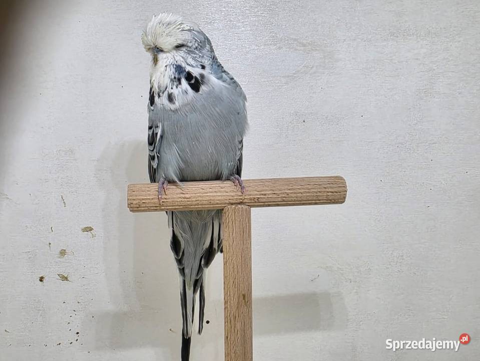 Faliste Wpf para Sieradz