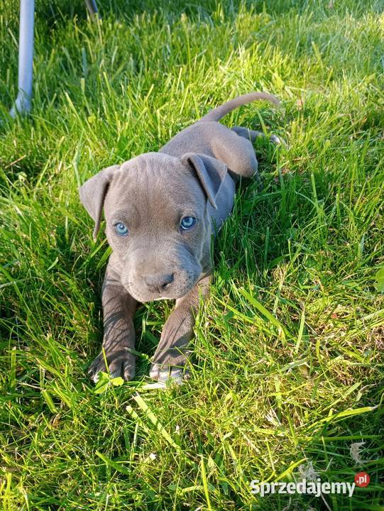 Amstaff PIES american staffordshire terrier Zamek Bierzgłowski sprzedam