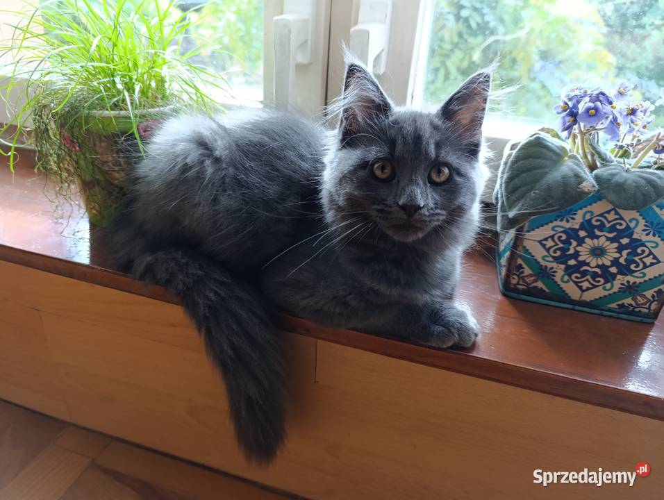 Kotka Maine coon Maine Coon Krasnystaw