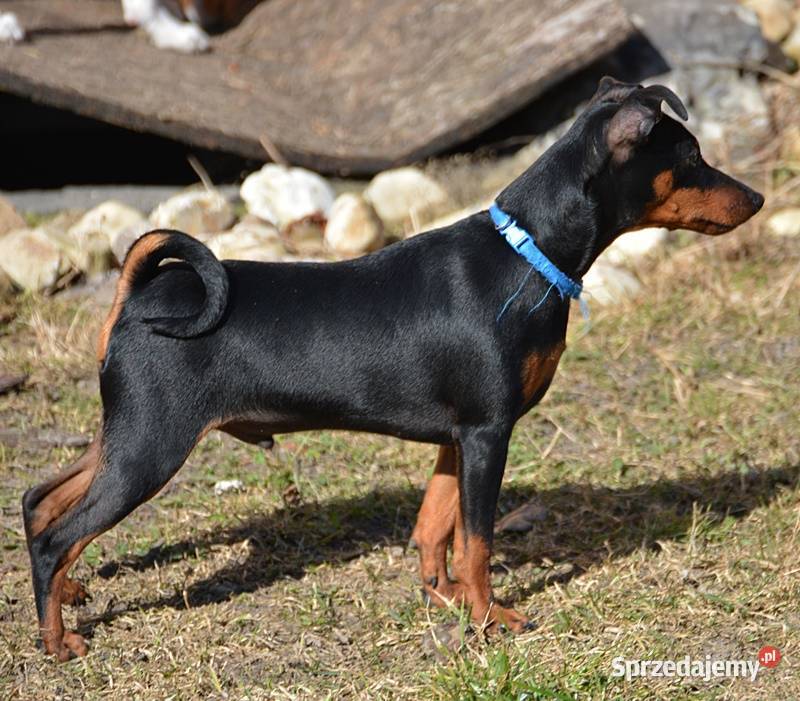 Pinczer miniaturowy ZKwP FCI przebadany piesek