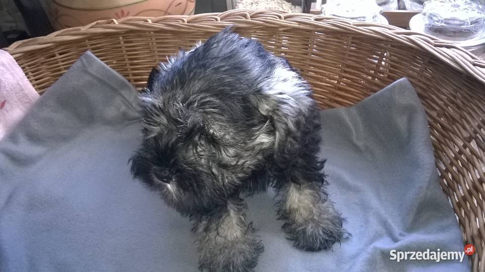 sznaucer miniaturowy Sznaucer Lubień Kujawski sprzedam