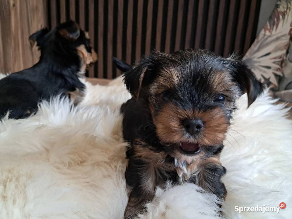 Yorkshire Terrier York Ostrowiec Świętokrzyski