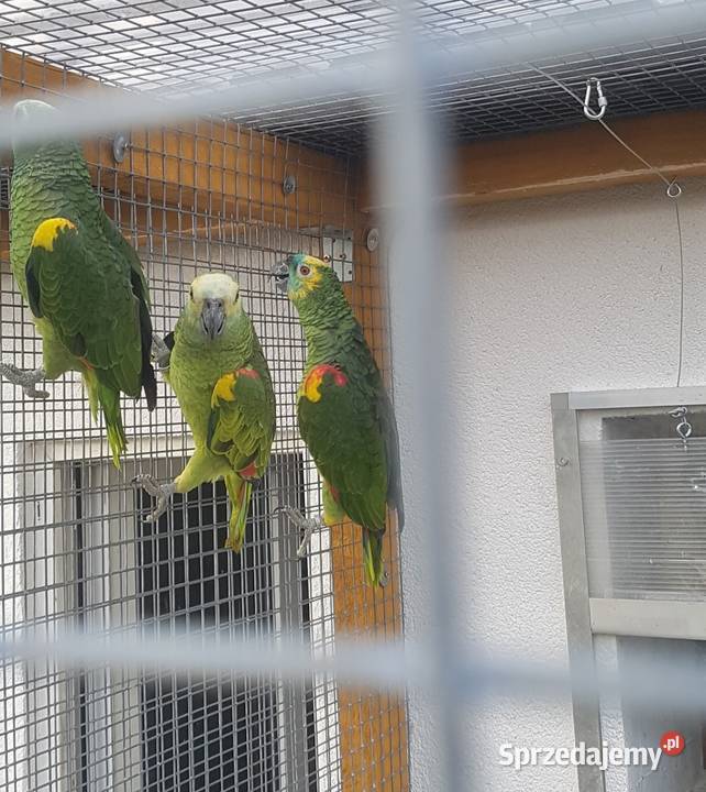 Amazonka niebieskoczelna