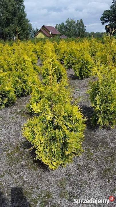 Thuja Yellow Ribbon żółta 6080 PRODUCENT łódzkie