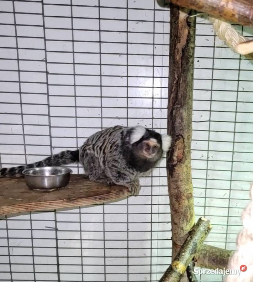 Małpki marmozetki para Racibórz